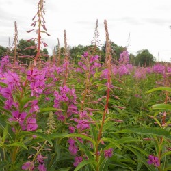 Fireweed hydrolat