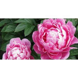 Peony Hydrolat