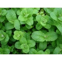 Strawberry Mint hydrolat