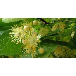 Linden blossom hydrolat