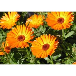 Calendula